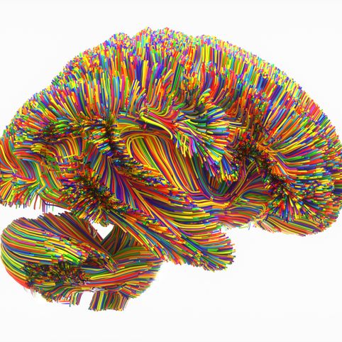 colorful image of the brain