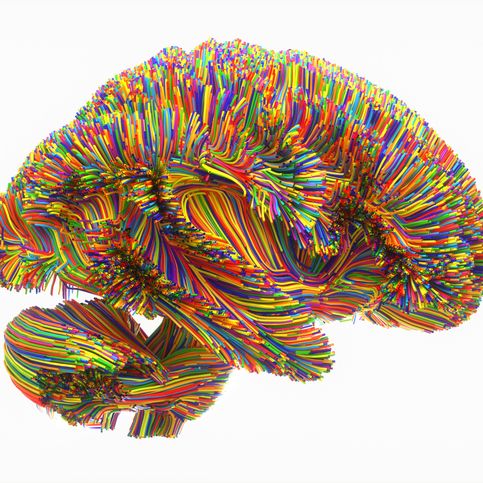 Colorful image of the brain