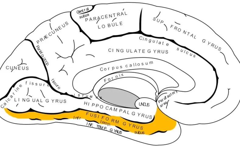 labeled diagram of brain indicating location of the Fusiform Gyrus